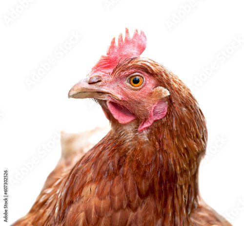 A red laying hen lives on an organic farm. Raising poultry for meat and eggs