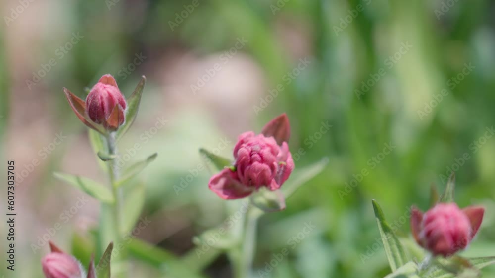 Male hand touching pink flowers | Blue Lakes Trail, Colorado Male hand touching pink flowers | Blue Lakes Trail, Colorado