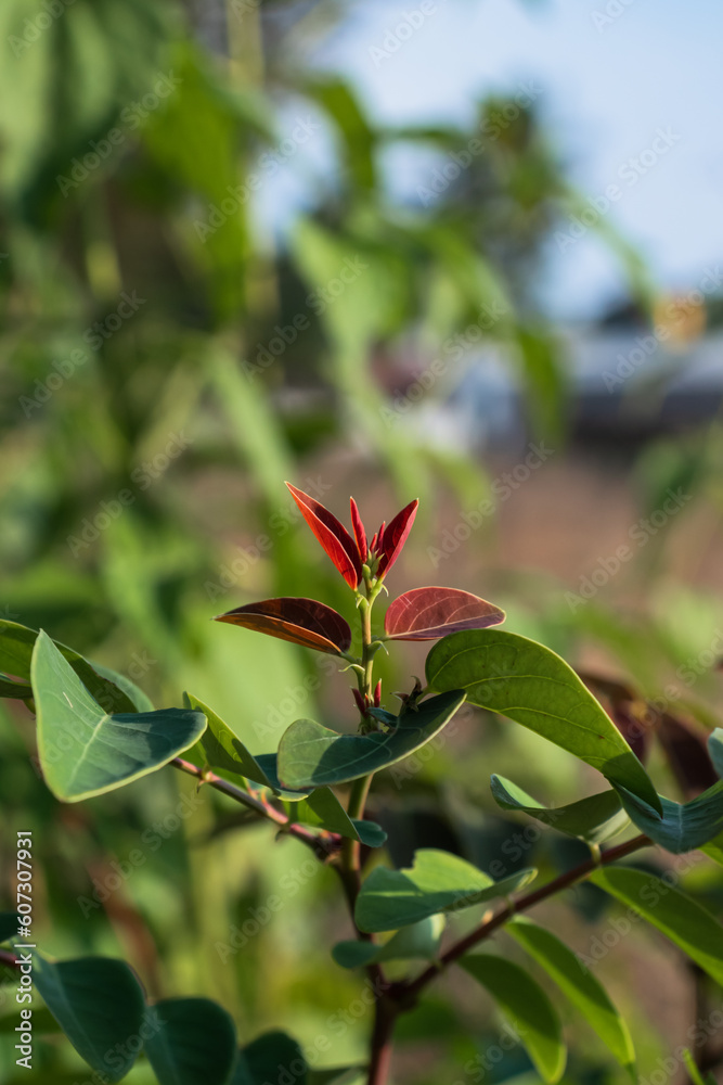 A vibrant, lush shrub bursting with green leaves A vibrant, lush shrub bursting with green leaves
