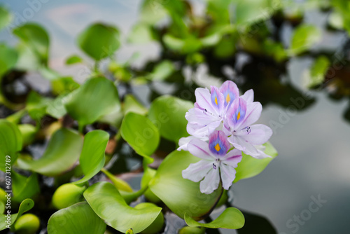 Water hyacinth (Eichhornia crassipes) or bunga enceng gondok is aquatic flower with purple blossom floating on the pond,  photo