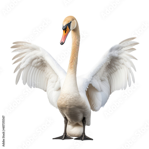 Fototapeta Naklejka Na Ścianę i Meble -  white swan on a transparant background, PNG, Generative Ai