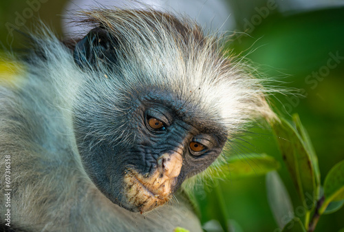 Zanzibar Red Colobus Monkey (Piliocolobus kirkii) on Unguja Island, Zanzibar archipelago, Tanzania, Africa 