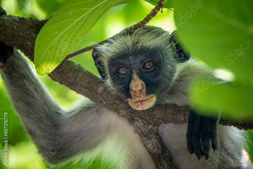 Zanzibar Red Colobus Monkey (Piliocolobus kirkii) on Unguja Island, Zanzibar archipelago, Tanzania, Africa  photo