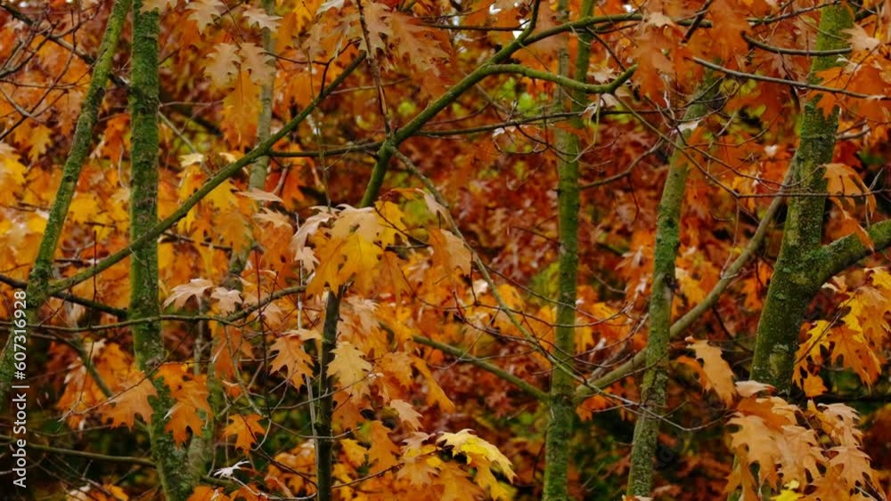 orange, yellow, golden oak foliage, Quercus palustris flutter in wind, leaves break away from branches, fall downt, autumn season, good weather, natural, environmental concept, banner for designer orange, yellow, golden oak foliage, Quercus palustris flutter in wind, leaves break away from branches, fall downt, autumn season, good weather, natural, environmental concept, banner for designer