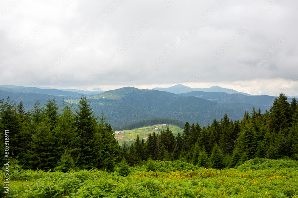 Fototapeta premium Giresun Province, Kulakkaya highland lush nature and houses and animals in the highland