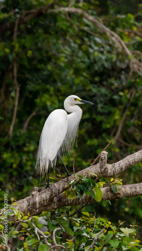 The little egret (Egretta garzetta) 
