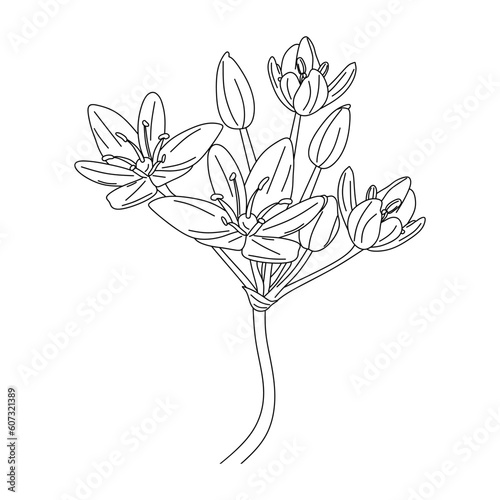 Hand drawn flower of neapolitan garlic. Allium neapolitanum wild plant outline style isolated on white background. Floral illustration in vintage style or engraving. Vector