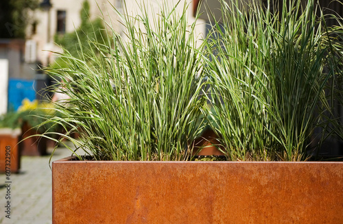 Green plants in corten flower pot close up.