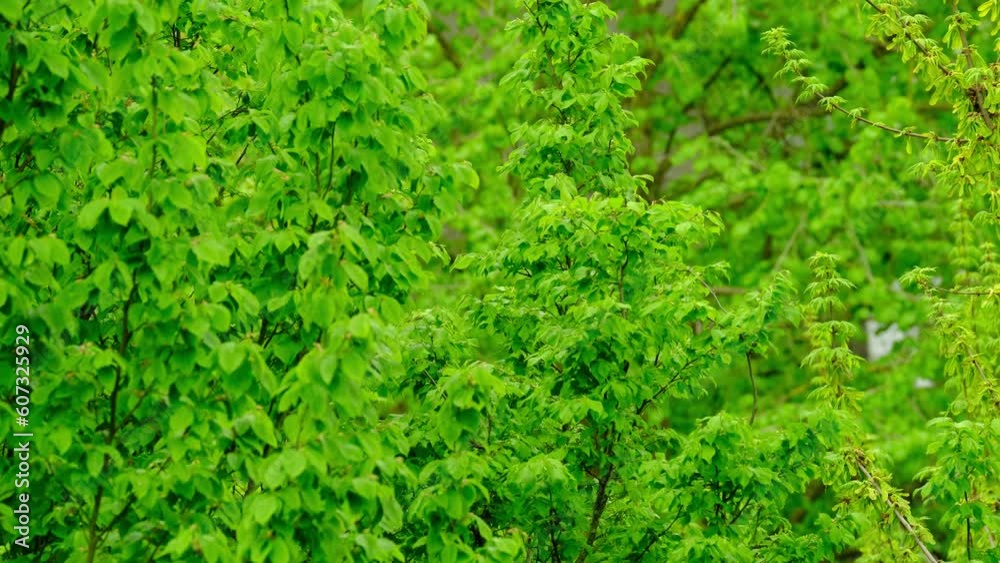 green spring forest, young leaves sway in wind, marsh hardwood, hornbeam, concept flora of Germany, natural zones temperate zone of europe, nature protection, living energy, wind, weather forecast green spring forest, young leaves sway in wind, marsh hardwood, hornbeam, concept flora of Germany, natural zones temperate zone of europe, nature protection, living energy, wind, weather forecast