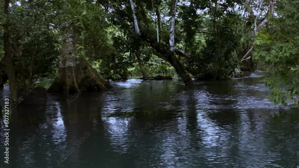 Navigating in a river between flooded lands, with view of mangrove trees, in Sontecomapan lagoon, Veracruz Mexico Navigating in a river between flooded lands, with view of mangrove trees, in Sontecomapan lagoon, Veracruz Mexico