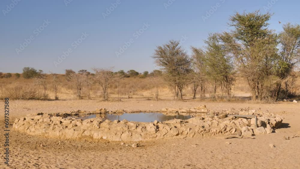 Flock of sociable weaver birds at water hole in arid African landscape. Flock of sociable weaver birds at water hole in arid African landscape.