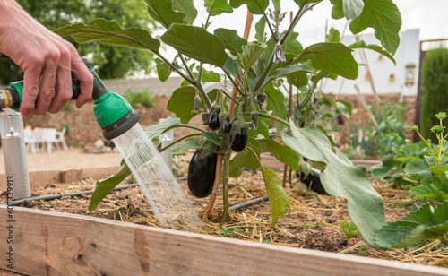 hand watering plants. eggplant in vegetable garden. close up.
