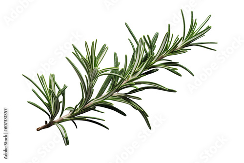 Top view of fresh rosemary sprig on cutout PNG transparent background. Generative AI
