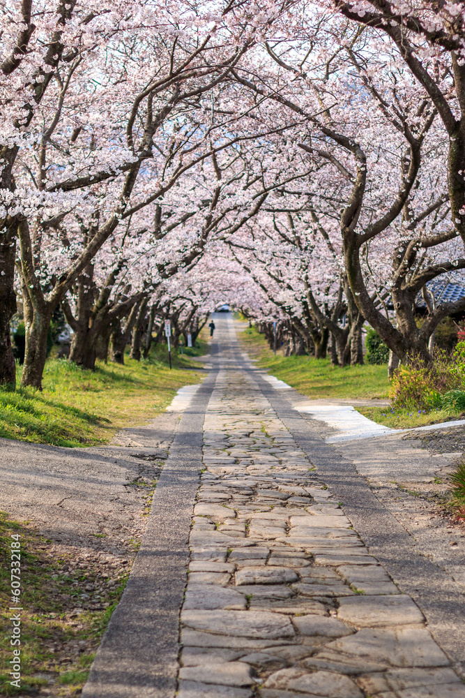 桜のアーチ　春のイメージ