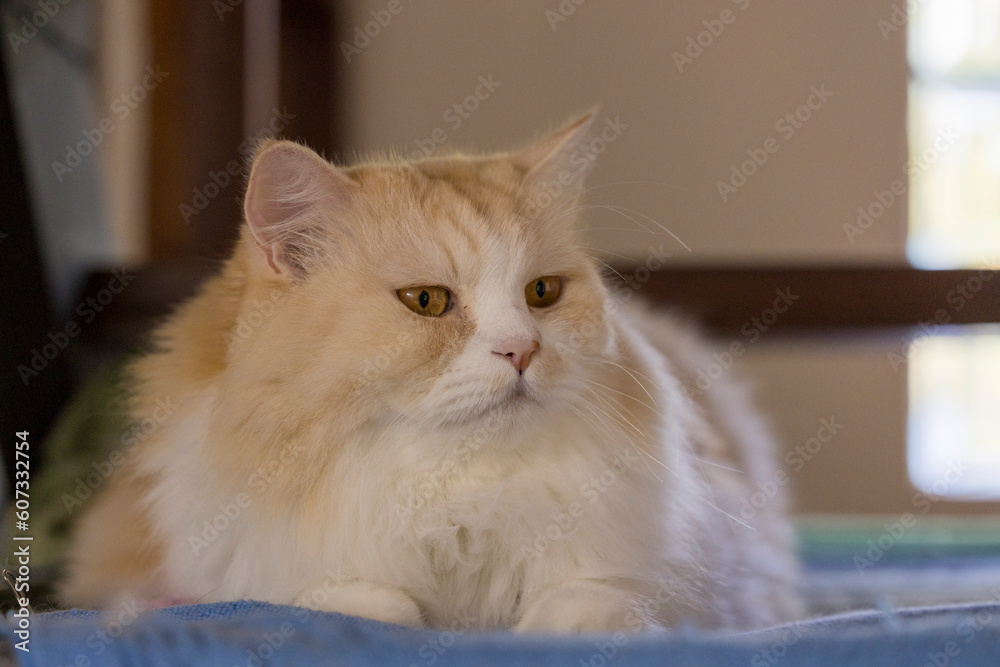 Cream-orange Persian cat, close-up, lying on the floor