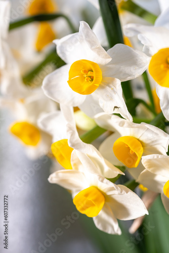 水仙の花 初春のイメージ