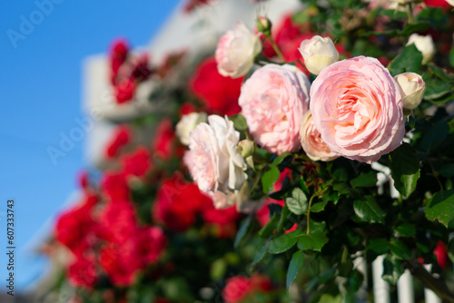 バラの花 屋外撮影イメージ