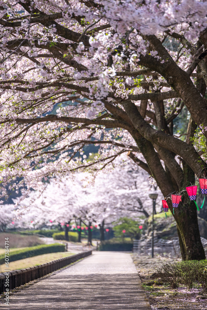 桜とランタン　春の花見のイメージ