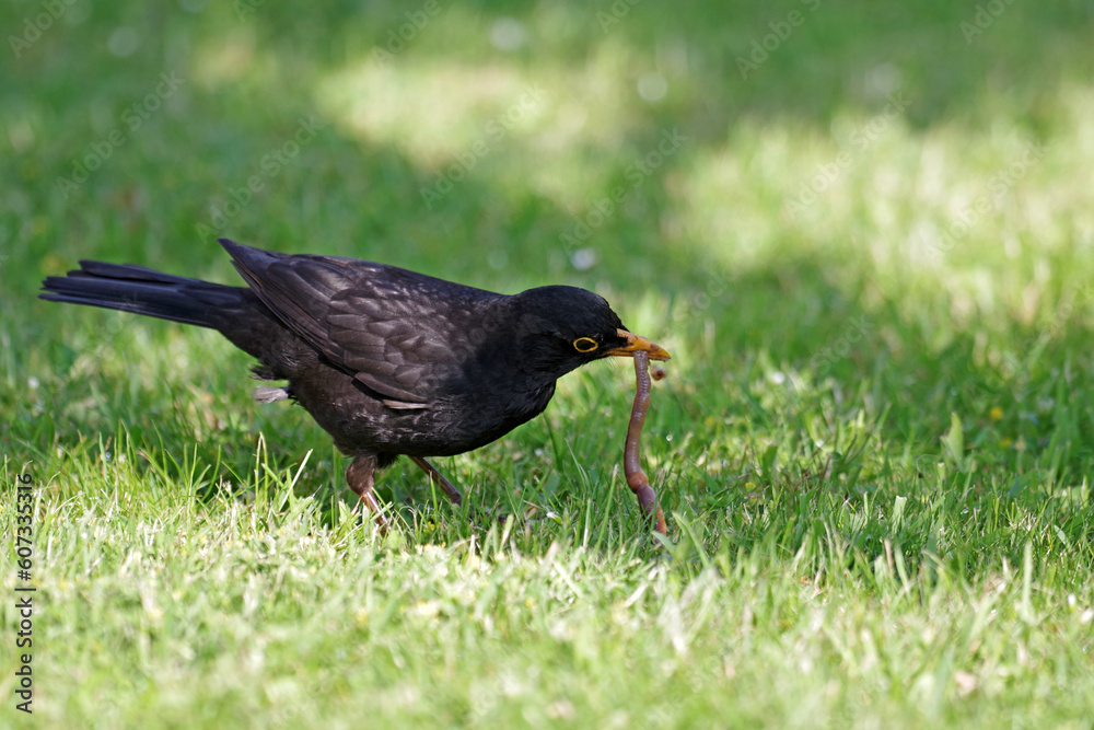 Fototapeta premium Die m√§nnliche Amsel hat schwarze Federn und einen gelben Schnabel. Der Vogel hat einen Regenwurm im Schnabel.