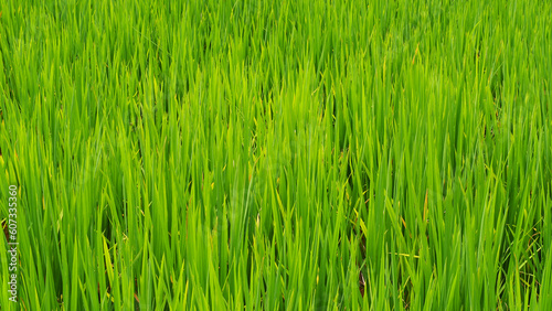 Organic fresh and natural rice field