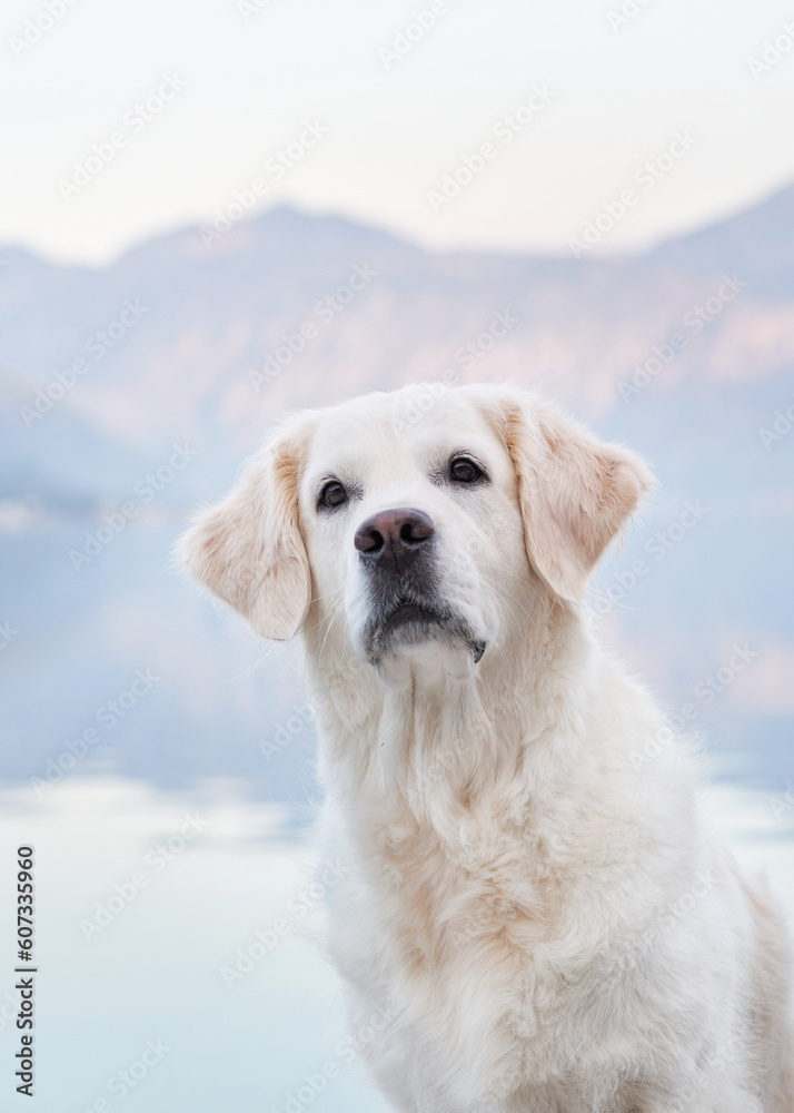 portrait of a dog in nature. Golden retriever on the background of mountains and the sea. Travel with pet 