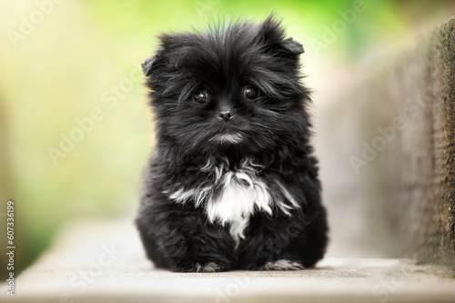Fototapeta Naklejka Na Ścianę i Meble -  small black puppy photo on the street mixed breed spitz and shih tzu