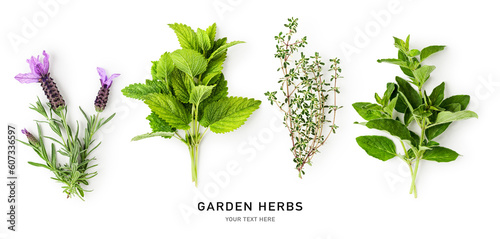 Melissa, lavender, oregano and thyme herbs isolated on white background.