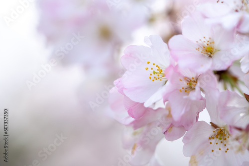 桜の花 日本の春の風景