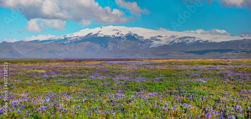 Iceland blooming Icelandic purple lupin flower field with Katla volcano  - Iceland photo