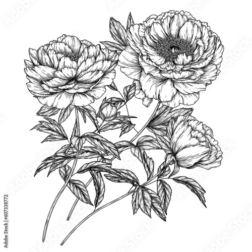 Vector illustration of a bouquet of peonies in the style of engraving
