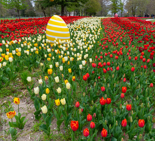 Cheverney Tulips 4