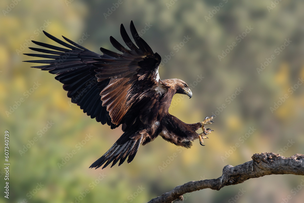 Obraz premium Iberian imperial eagle flying to its perch