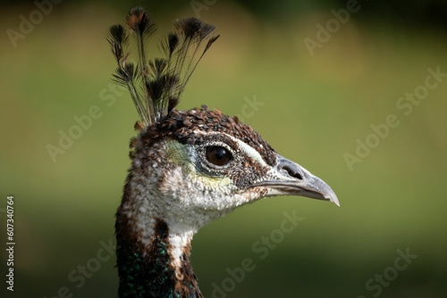 Side view portrait of a common Indian peafowl on a sunny day with blur green background