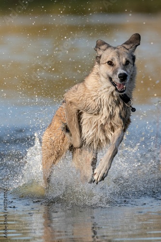 Romanian homeless stray dog jumping and running in a muddy lake