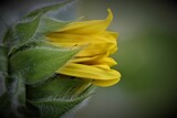 Closeup shot of a sunflower head against blurred background