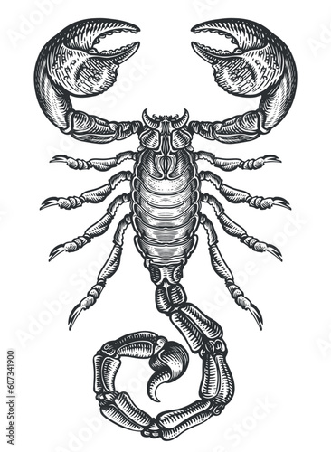 Hand drawing sketch scorpion. Predatory animal in vintage engraving style. Vector illustration