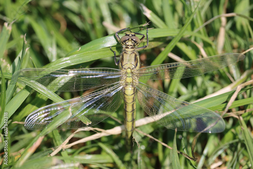 Green dragonfly on grass (Orthetrum cancellatum)
