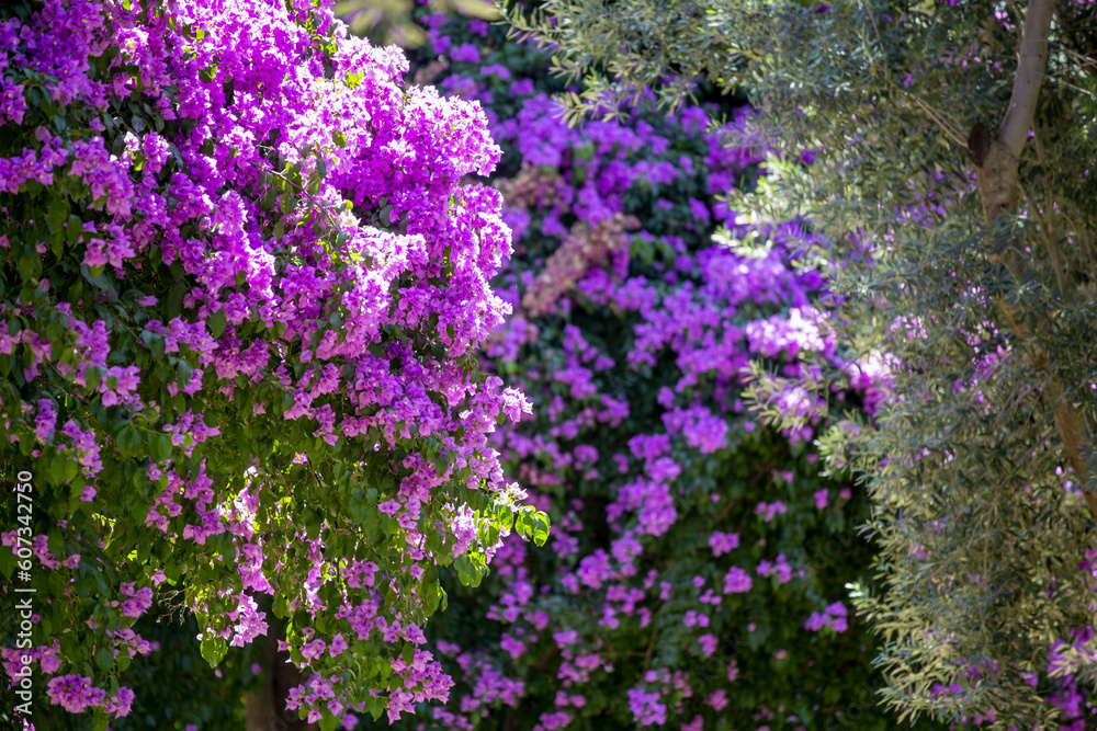 Obraz premium Les bougainvilliers