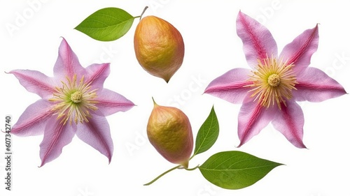 fresh pink clematis flowers bud and leaf  Generative AI