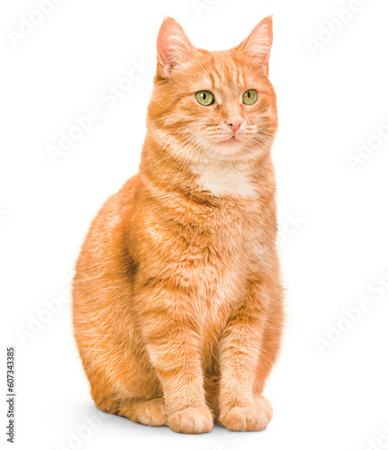 one ginger cat sitting on isolated white background