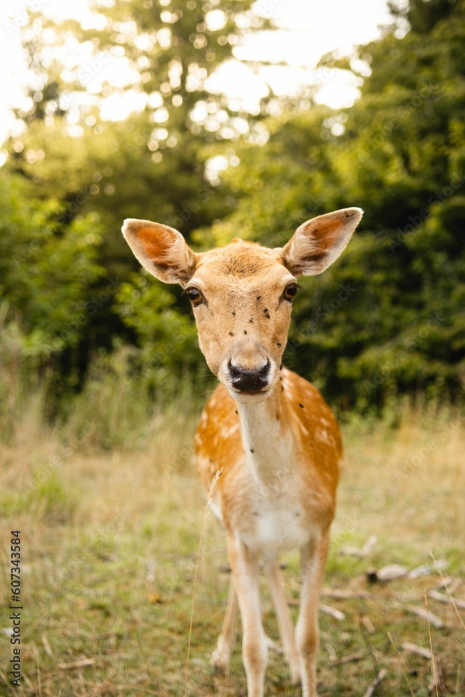 Vertical close-up shot of an Iranian fallow deer (Dama dama mesopotamica) in a field Vertical close-up shot of an Iranian fallow deer (Dama dama mesopotamica) in a field