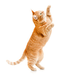 ginger cat stands on its hind legs and reaches up on a white isolated background