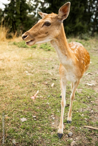Vertical close-up shot of an Iranian fallow deer (Dama dama mesopotamica) in a field
