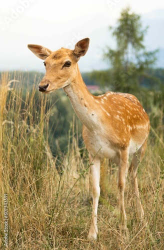 Vertical close-up shot of an Iranian fallow deer (Dama dama mesopotamica) in a field