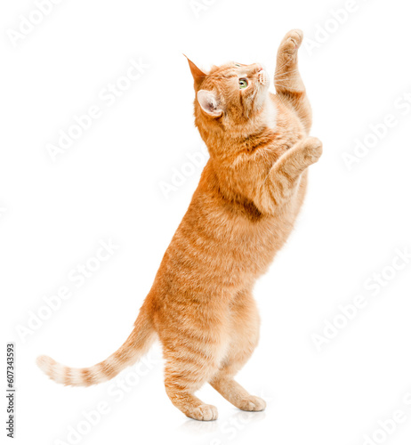 Canvas-taulu ginger cat stands on its hind legs and reaches up on a white isolated background