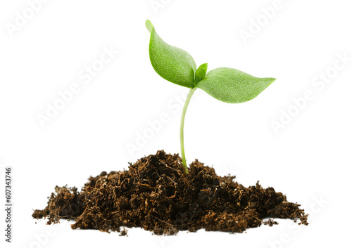 growing sprout from a heap with soil on a white isolated background