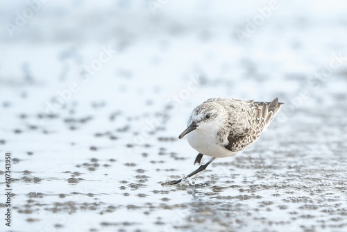 Closeup shot of a sanderling bird wading on a seashore photo