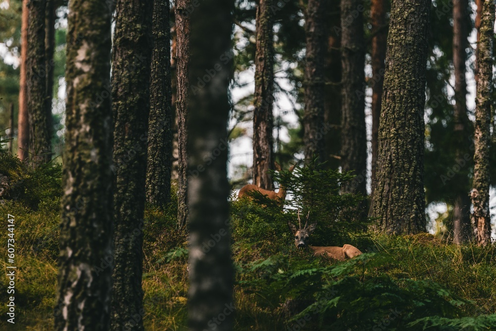 Fototapeta premium Deer sitting and another one in the back standing and looking in the Swedish forest