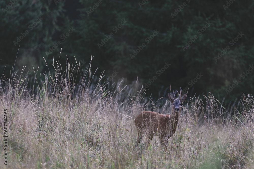 Single deer standing between the long herbs in the Swedish forest against greenery background Single deer standing between the long herbs in the Swedish forest against greenery background