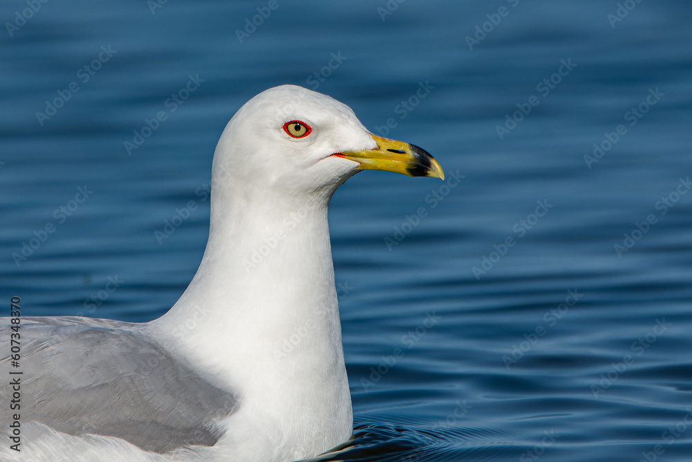 Profile portrait of ring-billed gull, Larus delawarensis, in Lake Michigan at Grand Haven, Michigan